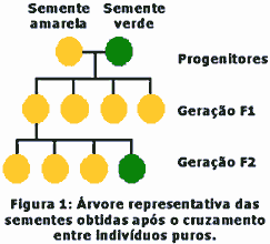 Figura 1: Árvore representativa das sementes obtidas após o cruzamento entre indivíduos puros.