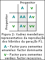 Figura 2: Xadrez mendeliano representativo da reprodução dos híbridos da geração F1.